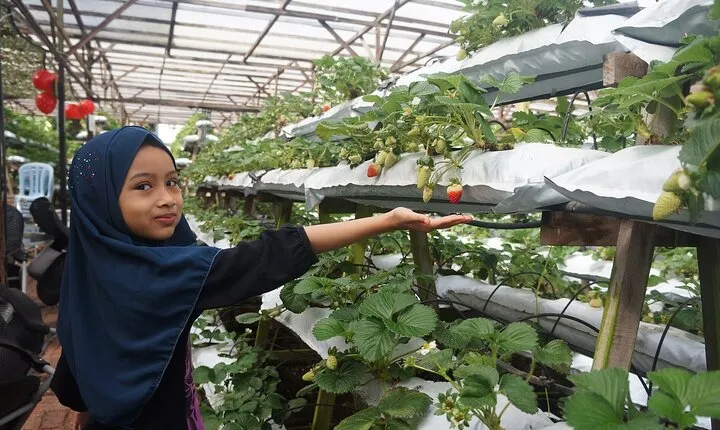 ~ Special Cameron Highlands ~ Day Tour;Solo;Couple;Group