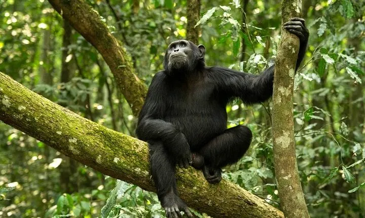 8 Day: Katavi N.P and Mahale Mountains National Park