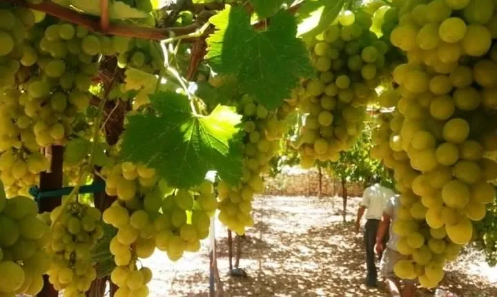 Private Israeli Wines Tour of the Central Israel