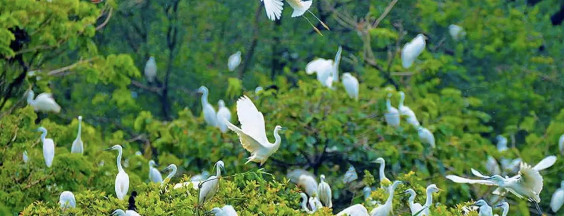 Guided tour of Bang Lang Stork Garden and Binh Thuy Communal House