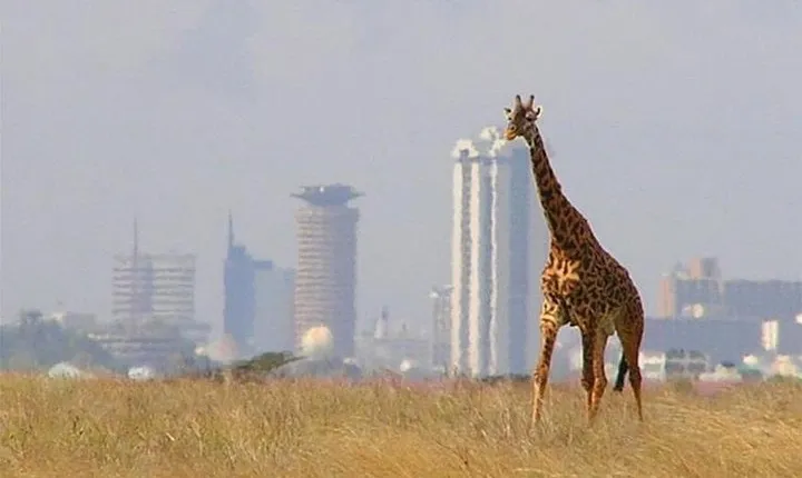 Day Tour Nairobi National Park