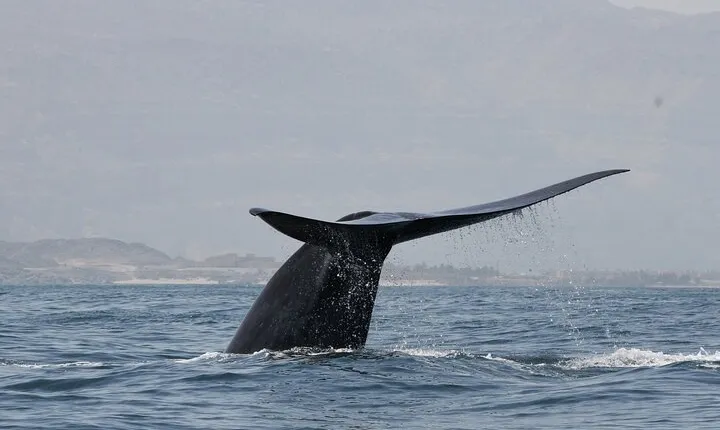 Samaná Whale Watching, waterfall & Cayo Levantado Adventure