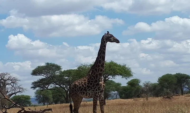 day tour arusha national park
