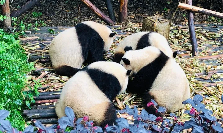 Private Chengdu City Highlight Day Tour