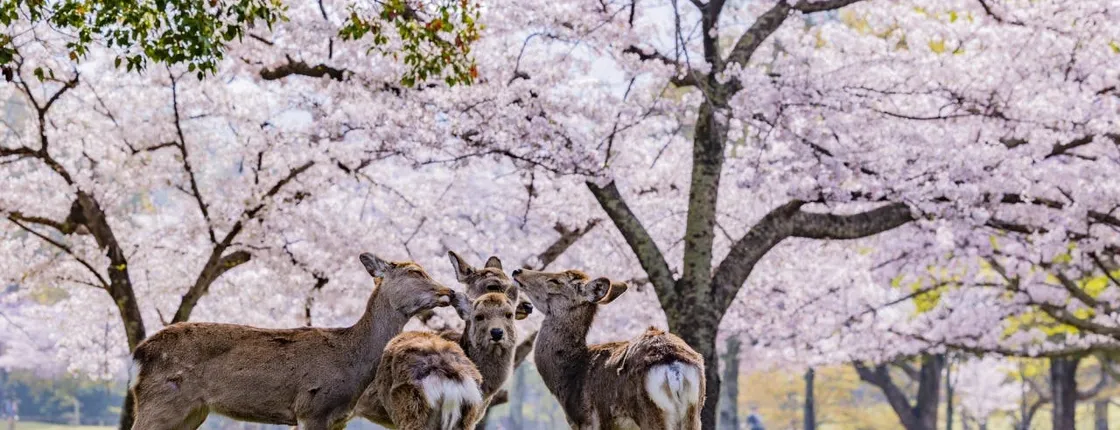 Full-day guided tour to Nara Park, Osaka and Kobe from Kyoto
