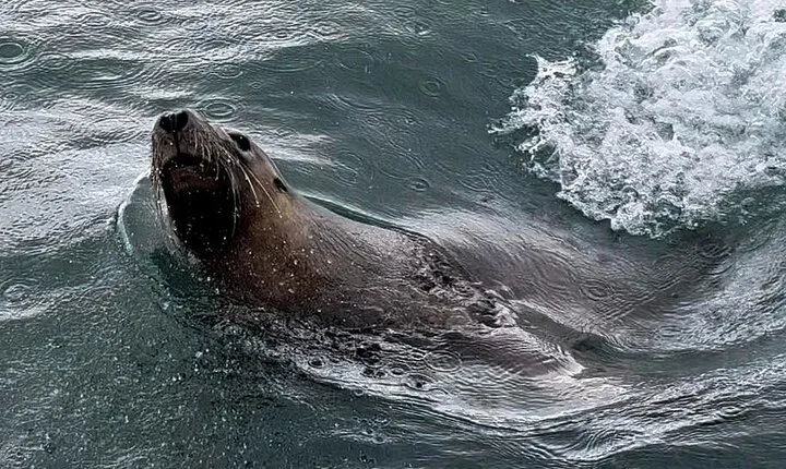 Shoalwater Islands Marine Park Cruise with Lunch