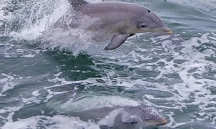 Dolphin Watching around Cape May