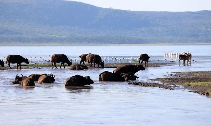 2 Day Tour Lake Nakuru, Hell' s Gate & Lake Naivasha From Nairobi