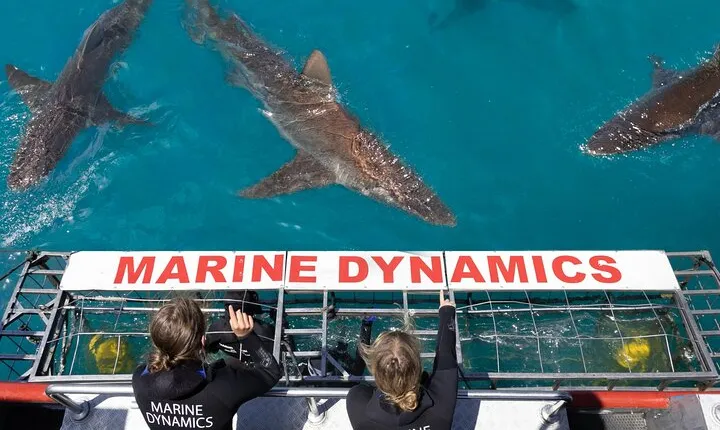 Shark Cage Diving and Viewing with transport from Hermanus