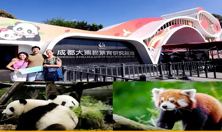 Chengdu Panda Base Half Day Tour