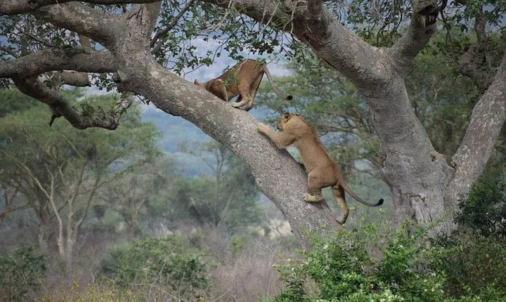 8 Day Safari (Including Serengeti) & Zanzibar Extension