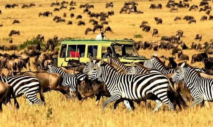7 Days Tanzania Luxury Safaris