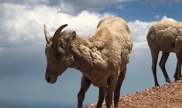 Scenic Tour of the Pikes Peak Highway (November thru April)