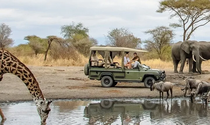 Day Tour in Lake Manyara National Park - Paradise Tour