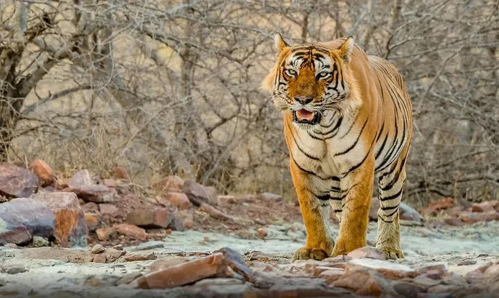 8 Days Golden Triangle Tour With Ranthambore {Taj ,Tigers & More}