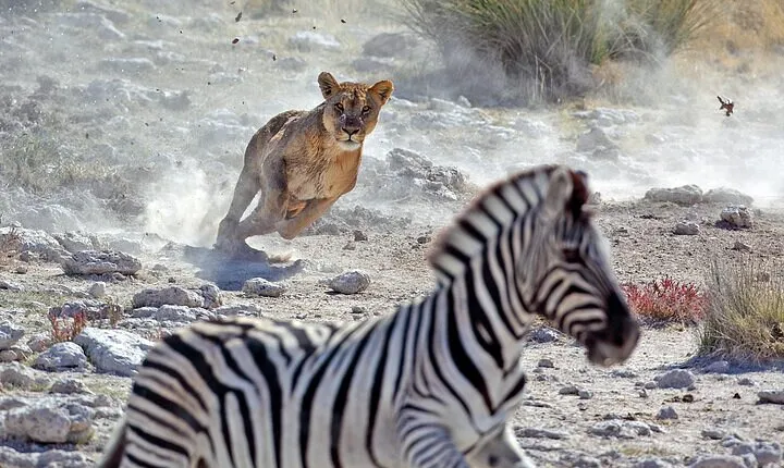 4 Days Mixed Safari to Serengeti & Ngorongoro Crater Safari