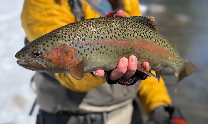 Full Day Wade and Walk Fly Fishing Private Trip