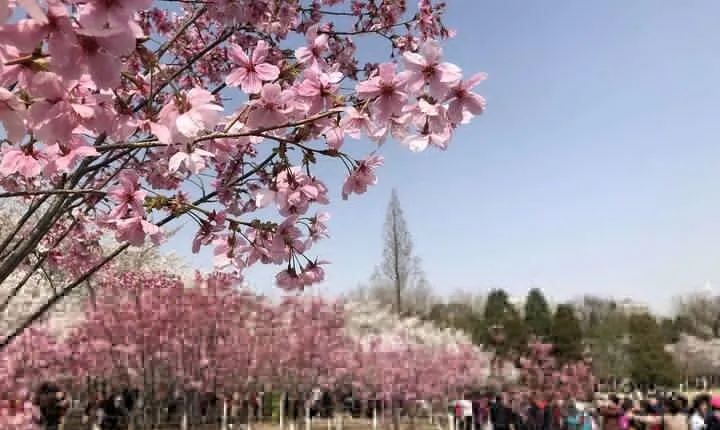 Cherry Blossoms trip in Yuyuantan Park