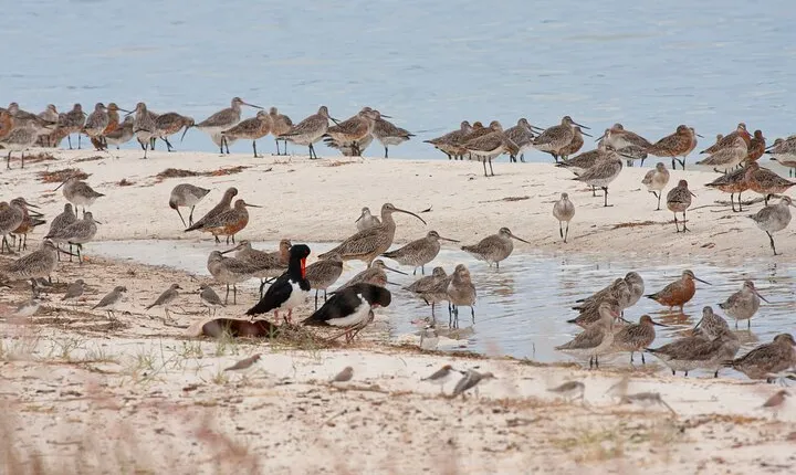 Full Day Birdlife Tour in Bribie Island