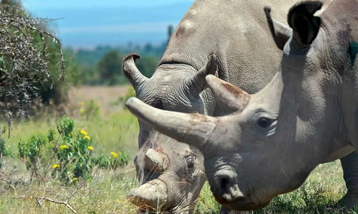 4 Days Ol Pejeta Northern White Rhino and Samburu Safari