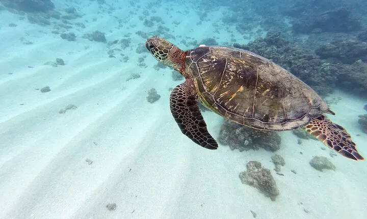 Experience Scuba Diving in Hawaii