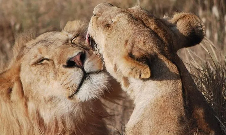Big Five Safari In Tanzania