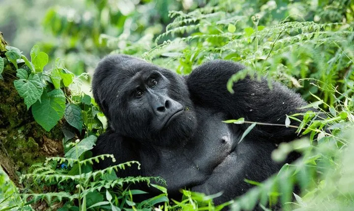 07-Days Murchison Falls, Queen Elizabeth & Gorillas Safari