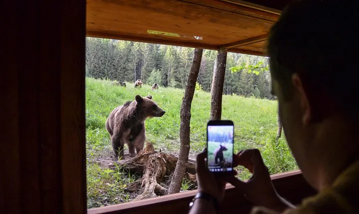 Day Trip & Bear Watching in the Land of Volcanoes