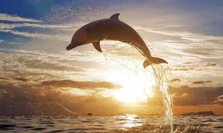 North Bali Sunrise Tour With Dolphins, Instagram Wanagiri & Waterfalls