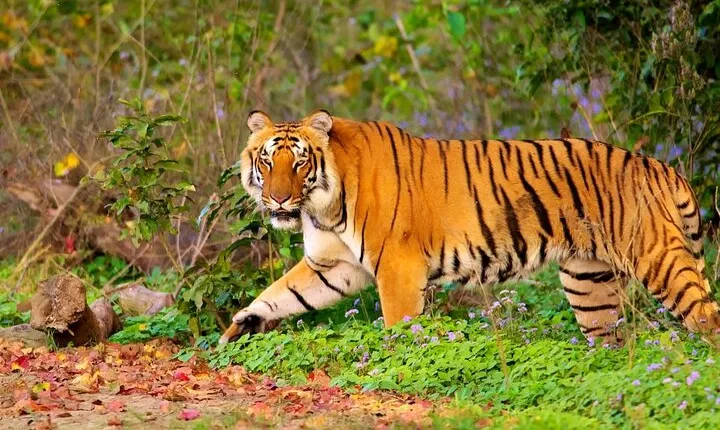 7-Days Private Luxury Golden Triangle Tour With Ranthambore