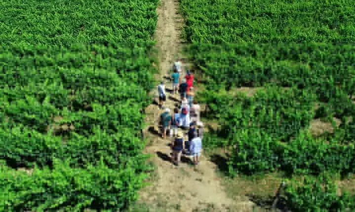 Douro Valley 3 Wine Experiences with Lunch & Optional Boat Cruise