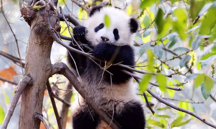 Half-day Private Panda Tour with Vegetarian Lunch in Nunnery