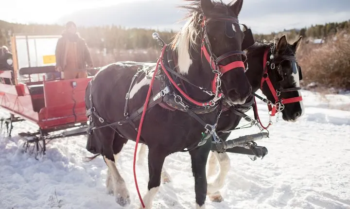 Christmas Horse-Drawn Sleigh/Carriage Ride from Salzburg