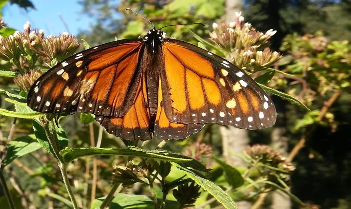 Monarch Butterfly Tour from Mexico City
