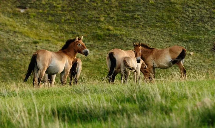 1 Day Tour: Khustai National Park