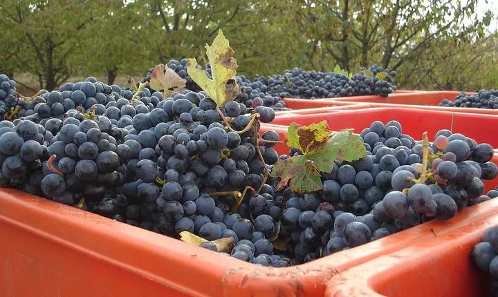Wine Experience in the Parma Hills