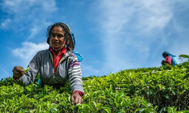 Tea Plucking and Tea Factory Tour From Kandy
