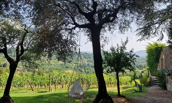 Wine Tour in the Countryside of Lucca with Lunch - with Minivan