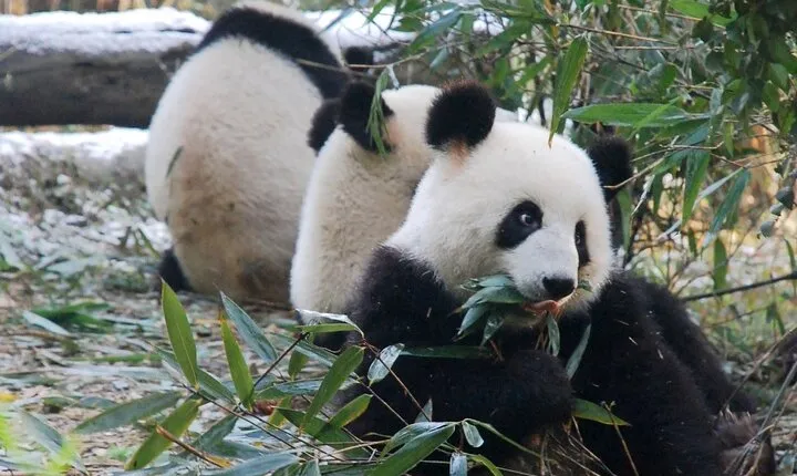 Chengdu Getaway: Private 2-Day Tour from Beijing