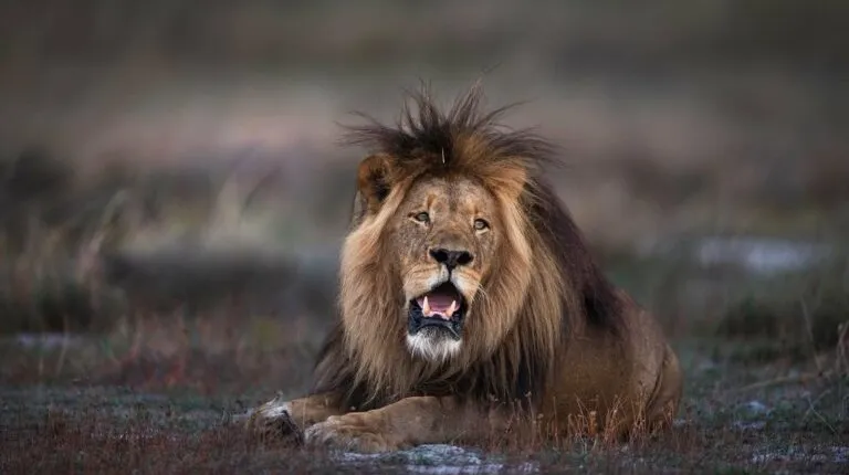 Serengeti Big Cats and Migration