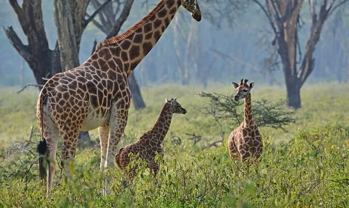 2 Day 1 Night Lake Manyara and Ngorongoro Crater Safari