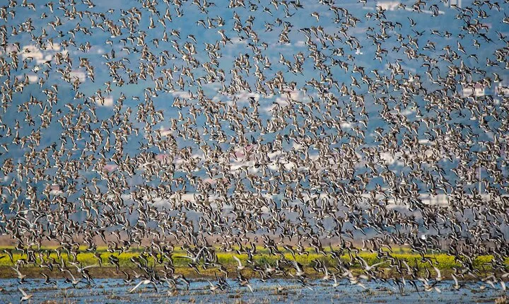 Private Bird Watching in Lisbon