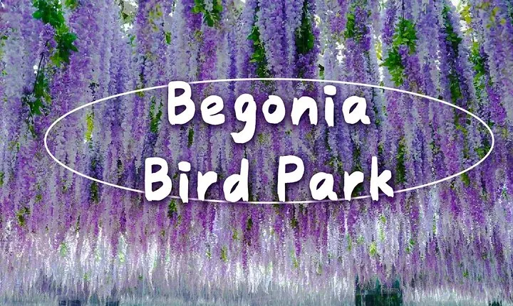 Begonia Bird Park, Rail Bike and Garden of Morning Calm Tour