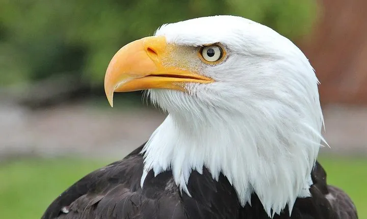 PREMIUM Sitka Scenic Tour