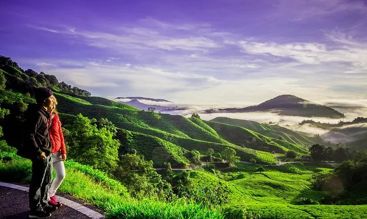 Full-day Cameron Highlands Day Trip from Kuala Lumpur