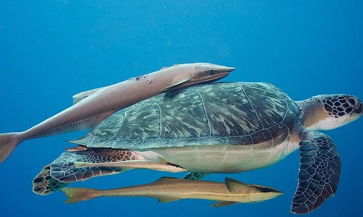 5 Dive Scuba Diving Package in Roatan