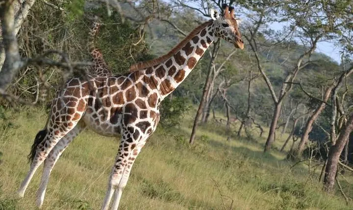 3-Day Lake Mburo & Queen Elizabeth National Parks