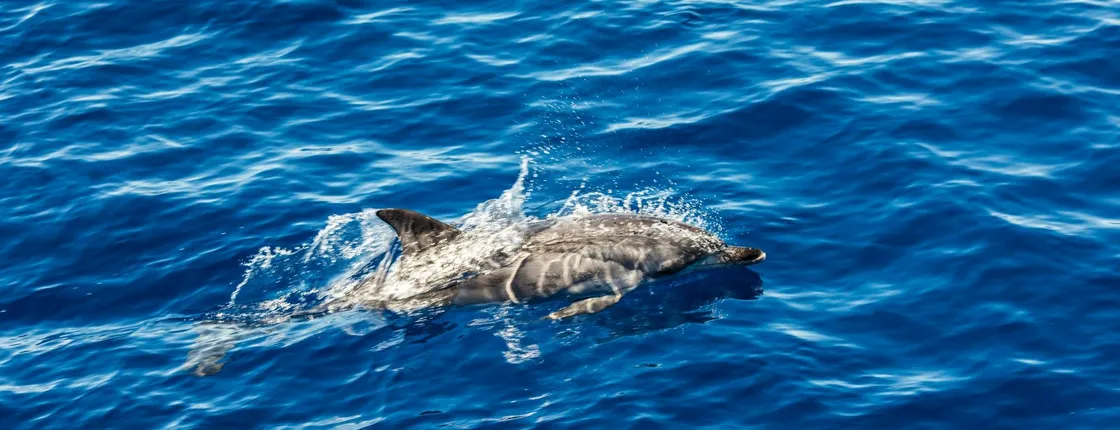 Dolphin watching boat tour in in Taranto