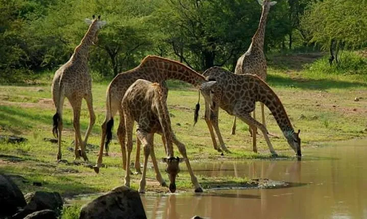 Serengeti, ngorongoro, manyara 5 days 4 night