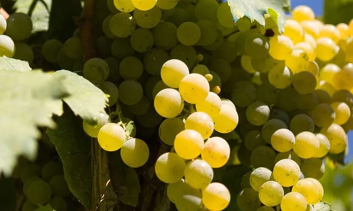 Guided Wine Making Tour in Irpinia with Tastings